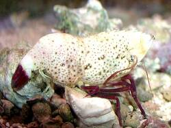 Saron rectirostris thumbnail