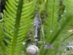 Hippocampus whitei 