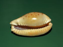 Copyright Hectonichus