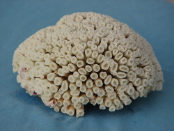 Cladocora Caespitosa