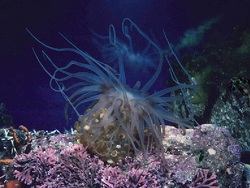 copyright Alex Kerstitch  / ASDM Sonoran Desert Digital Library