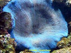 Stichodactyla haddoni thumbnail
