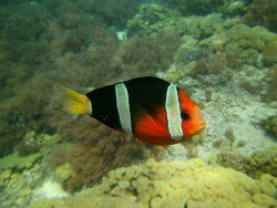 Anemonenfisch auf Bali