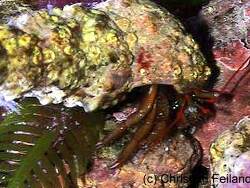 Clibanarius erythropus thumbnail