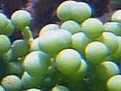 Caulerpa racemosa thumbnail