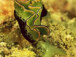 Elysia ornata Ornate Sapsucking Slug,Ornate leaf slug