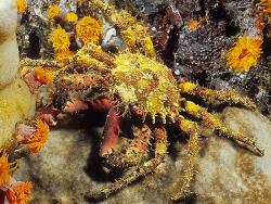 Schizophrys aspera thumbnail