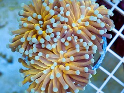 Copyright Xtreme Corals Claude Schuhmacher