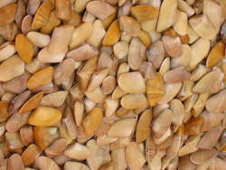 Donax trunculus - Gebänderte Dreieckmuschel