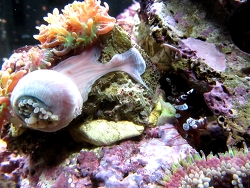 Fussscheiben-Lazeration bei einer Ricordea yuma 