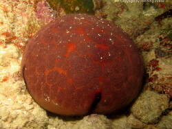 Culcita novaeguineae; Aufnahme Raja Ampat