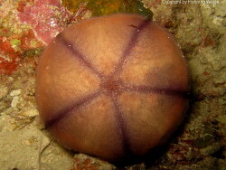 Culcita novaeguineae; Aufnahme Raja Ampat
