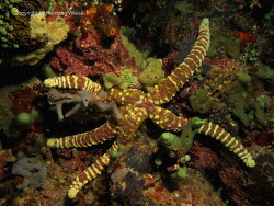 Echinaster callosus; Aufnahme Raja Ampat