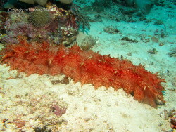 Thelenota rubralineata; Aufnahme Raja Ampat