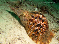 Charonia tritonis; Aufnahme Raja Ampat