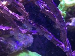 Die blasenartigen Verdickungen sind Keimblasen dieser Gorgonien.