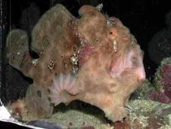 Antennarius multiocellatus thumbnail