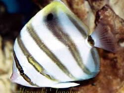 Parachaetodon ocellatus thumbnail