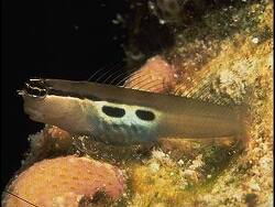 Ecsenius bimaculatus thumbnail