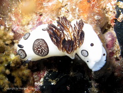 Jorunna funebris; Raja Ampat