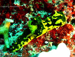 Notodoris gardineri; Raja Ampat