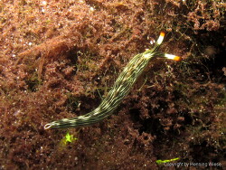 Thuridilla gracilis; Raja Ampat