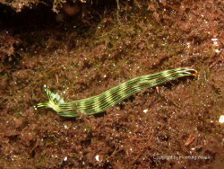 Thuridilla gracilis; Raja Ampat