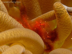 Achaeus japonicus; Raja Ampat