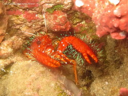 Enoplometopus occidentalis thumbnail