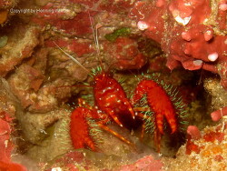 Enoplometopus occidentalis; Raja Ampat