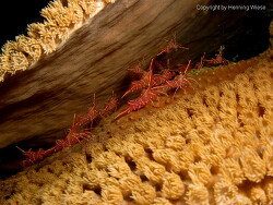 Rhynchocinetes durbanensis thumbnail