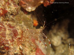 Urocaridella antonbruunii thumbnail