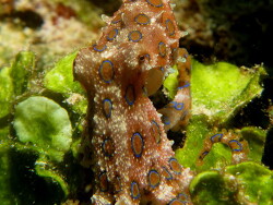 Hapalochlaena lunulata; Raja Ampat