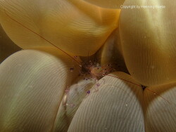 Vir colemani; Raja Ampat