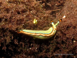 Thuridilla lineolata; Raja Ampat