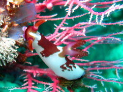 Nembrotha purpureolineata; Raja Ampat