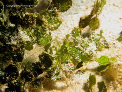 Huenia heraldica; Raja Ampat
