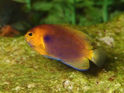 Centropyge fisheri thumbnail