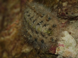 Acanthochitona pygmaea thumbnail