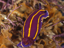 Copyright Steve Lonhart / MBNMS