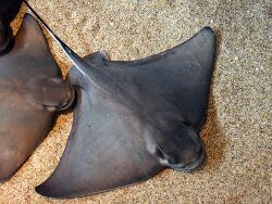 Martin Holst Friborg Pedersen from Copenhagen S, Denmark, Monterey Aquarium - Ray