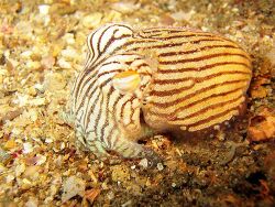 Copyright  Copyright (c) 2005 Richard Ling