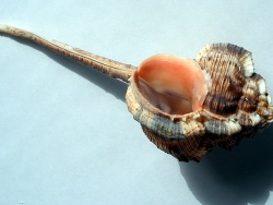 Copyright  Anders Sandberg from Oxford, UK