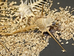 Copyright  Hectonichus 