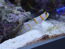 Amblyeleostris randalli