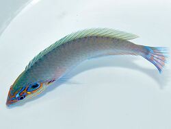 Halichoeres melasmapomus (c) by DeJong Marinelife 2013