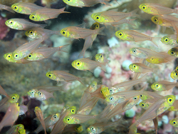 Parapriacanthus ransonneti  (c)  by Patzner, R.