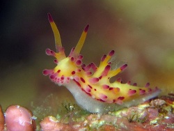 Copyright  Chad Ordelheide