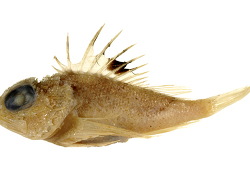 Maxillicosta meridianus. Source: Australian National Fish Collection, CSIRO. License: CC BY Attribution-Noncommercial