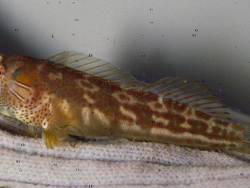 Hypsoblennius brevipinnis  picture (c)  by Wirtz, P